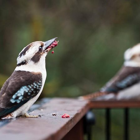 Yarra Ranges Country Apartment Mount Evelyn エクステリア 写真