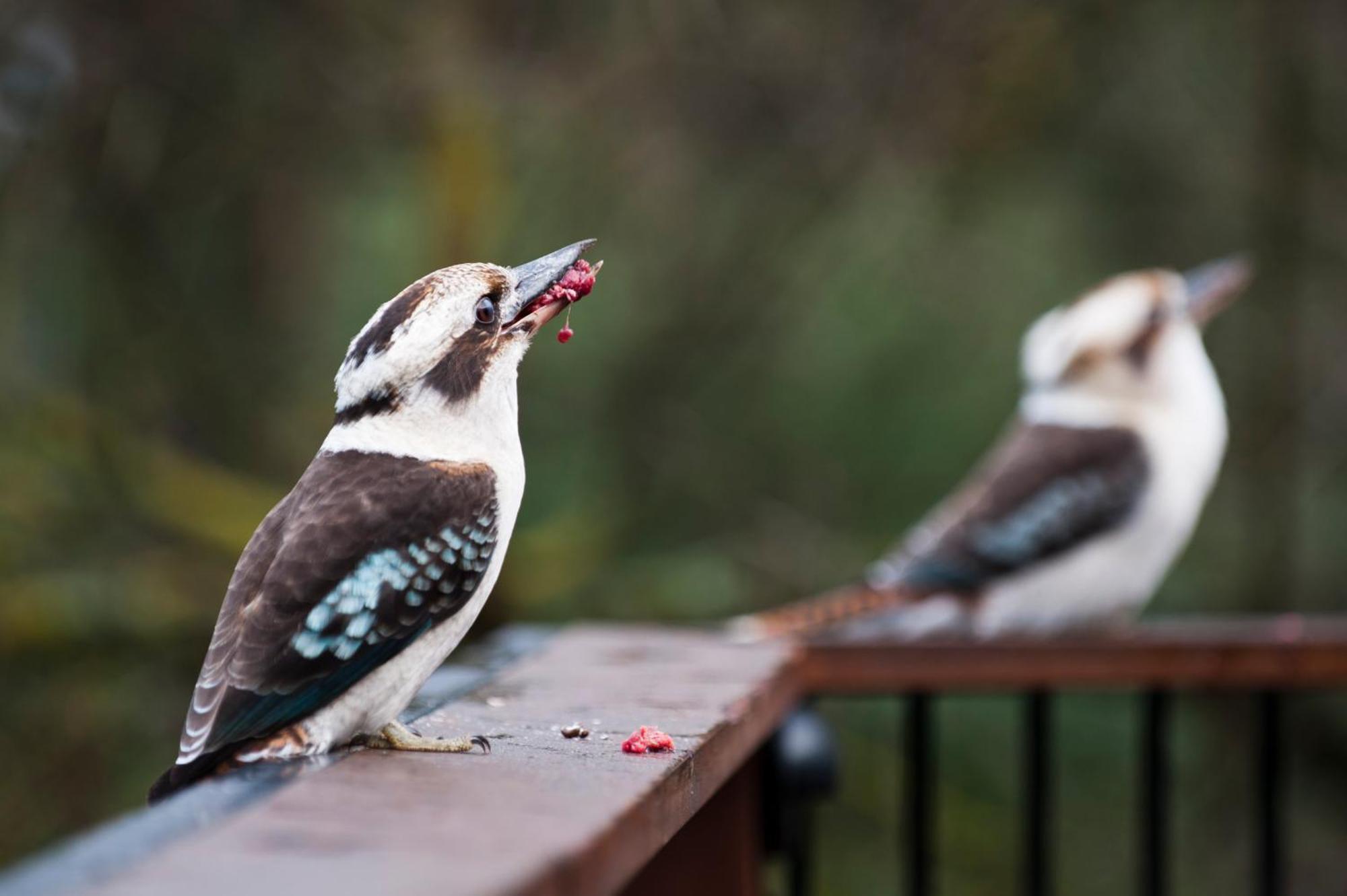 Yarra Ranges Country Apartment Mount Evelyn エクステリア 写真